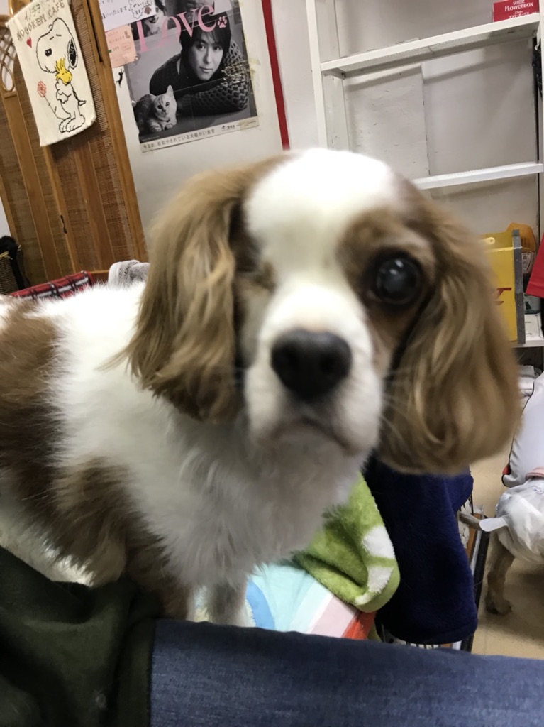 【今日の里帰りワンコ🐶キャバリアのアーチャー💕＆ポメラニアンのモナカ💕】支援物資もありがとうございます💑